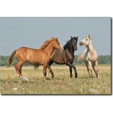 La Vita E Bella Doğa ve Atlar Temalı Kanvas Tablo AT-1008