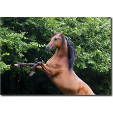 La Vita E Bella Şahlanan At Kanvas Tablo AT-1010