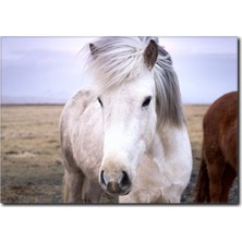 La Vita E Bella Güzel Yeleli Beyaz At Kanvas Tablo AT-1023