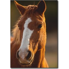 La Vita E Bella At Portre Kanvas Tablo AT-1026