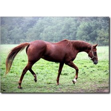 La Vita E Bella Doğa ve At Kanvas Tablo AT-1030