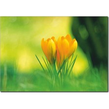 La Vita E Bella Yeşil ve Sarı Bütünlüğü Temalı Kanvas Tablo DC-1028