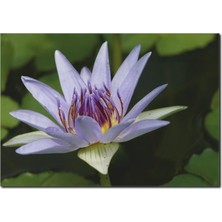 La Vita E Bella Lila Çiçek Temalı Kanvas Tablo DC-1035