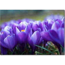 La Vita E Bella Mor Çiçekler Temalı Kanvas Tablo DC-1036