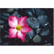 La Vita E Bella Fuşya Çiçek Temalı Kanvas Tablo DC-1046