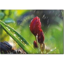 La Vita E Bella Yağmur Altında Lale Temalı Kanvas Tablo DC-1049