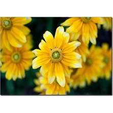La Vita E Bella Sarı Çiçekler Temalı Kanvas Tablo DC-1065