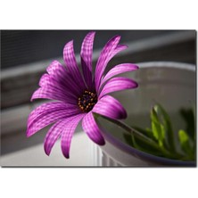 La Vita E Bella Yalnız Çiçek Temalı Kanvas Tablo DC-1067