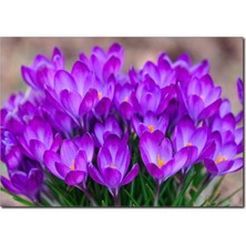 La Vita E Bella Mor Çiçekler Temalı Kanvas Tablo DC-1068