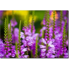 La Vita E Bella Morun Güzelliği Temalı Kanvas Tablo DC-1074