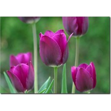 La Vita E Bella Mor Laleler Temalı Kanvas Tablo DC-1086