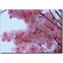 La Vita E Bella Dallarda Bahar Çiçekleri Kanvas Tablo DC-1102