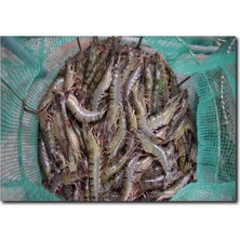 La Vita E Bella Karides Görselli Kanvas Tablo DZ-1013