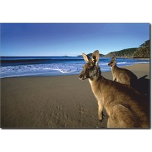 La Vita E Bella Kanguru Temalı Kanvas Tablo HA-1001