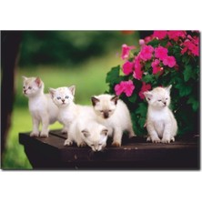 La Vita E Bella Yavru Kedi Temalı Kanvas Tablo HA-1003