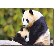 La Vita E Bella Panda Temalı Kanvas Tablo HA-1010