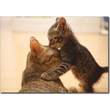 La Vita E Bella Kedi Yavruları Temalı Kanvas Tablo HA-1014