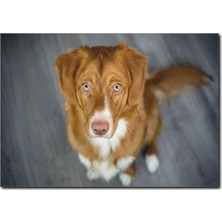 La Vita E Bella Güzel Köpek Temalı Kanvas Tablo HA-1018