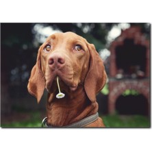 La Vita E Bella Kahverengi Köpek Temalı Kanvas Tablo HA-1023