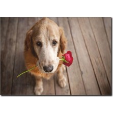 La Vita E Bella Duygusal Köpek Temalı Kanvas Tablo HA-1027