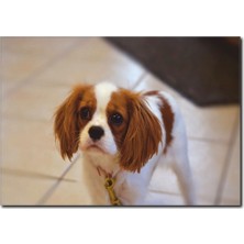 La Vita E Bella Sevimli Yavru Köpek Temalı Kanvas Tablo HA-1036