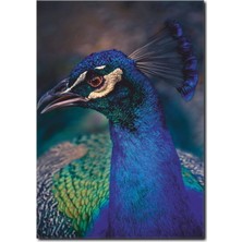 La Vita E Bella Tavus Kuşu Temalı Kanvas Tablo HA-1043