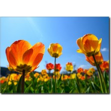 La Vita E Bella İlkbahar Çiçekleri Manzaralı Kanvas Tablo MN-1021