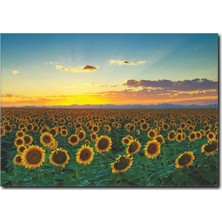 La Vita E Bella Günebakan Çiçekleri Manzarası Tablo MN-1052