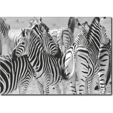 La Vita E Bella Zebra Temalı Kanvas Tablo SB-1003