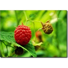 La Vita E Bella Ağaçta Ahududu Detaylı Kanvas Tablo SM-1022