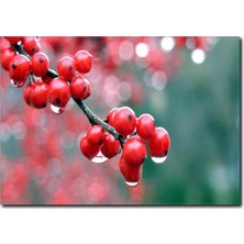 La Vita E Bella Üzüm Sepeti Temalı Kanvas Tablo SM-1042