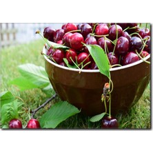 La Vita E Bella Dekoratif Şeftali Temalı Kanvas Tablo SM-1050