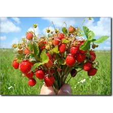 La Vita E Bella Dondurulmuş Çilek Kanvas Tablo SM-1060