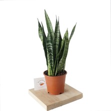 Heryer Bitki Sansevieria 'Zeylanica' (Paşa Kılıcı) - Ev Bitkisi - Ofis Bitkisi - Havayı Temizleyen Bitki