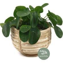 Greenifolia Pilea Peperomioides Xl