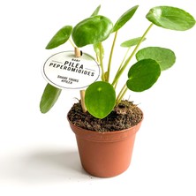Maison Plants Maison Plants - Mini Pilea Peperomioides - Çin Para Bitkisi
