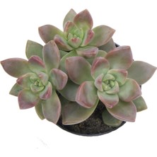 Levant Graptosedum Calıfornıa Sunset Sukulent