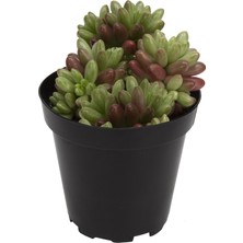 Levant Sedum Rubrotinctum Aurora Sukulent