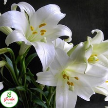 Oxe Garden Beyaz Lilium Zambak Soğanı Al 5'li Doğal Lilyum Ev Bahçe İçin İdeal