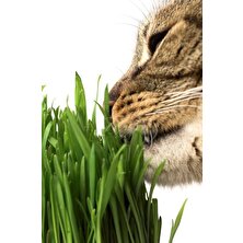 Cm Pet Cmpet Yerli Irklar Için (Buğday ve Yulaf Ağırlıklı) Doğal Kedi Çimi 100 gr