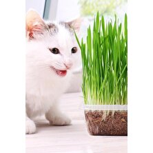 Cm Pet Cmpet Yavru Kediler Için(Yulaf Ağırlıklı) Doğal Kedi Çimi 100 gr