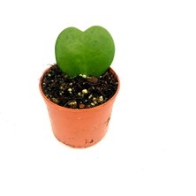 Fidanova Hoya Kerri  13 cm Boyunda