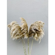 Essuare Design Krem Pampas 5 Ad