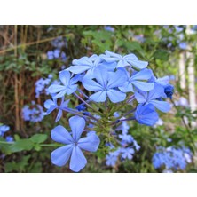 Boothas Mavi Çiçekli Yasemin Çiçeği 15 Adet + Saksı + Torf