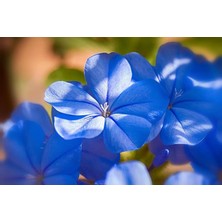 Boothas Mavi Çiçekli Yasemin Çiçeği 15 Adet + Saksı + Torf