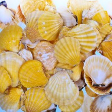 evinizdeki okyanus esintisi turkuaz hediyelik Gerçek Deniz Kabuğu 1000 gr Paket Vıxıllıum Orange