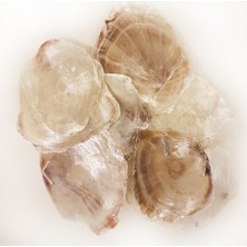 Gerçek Deniz Kabuğu 1000 gr Paket Placuna (Kg)