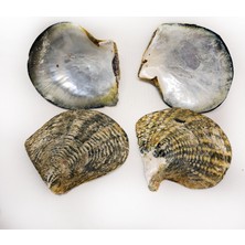 Gerçek Deniz Kabuğu 1000 gr Paket Naturel Blacklıp Trım