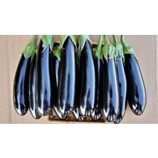 Serdar Çam Tohumculuk Nadir Siyah Kemer Patlıcan Tohumu Ekim Seti 20 Tohum Saksı Toprak Kombin