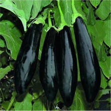 Serdar Çam Tohumculuk Nadir Siyah Kemer Patlıcan Tohumu Ekim Seti 20 Tohum Saksı Toprak Kombin